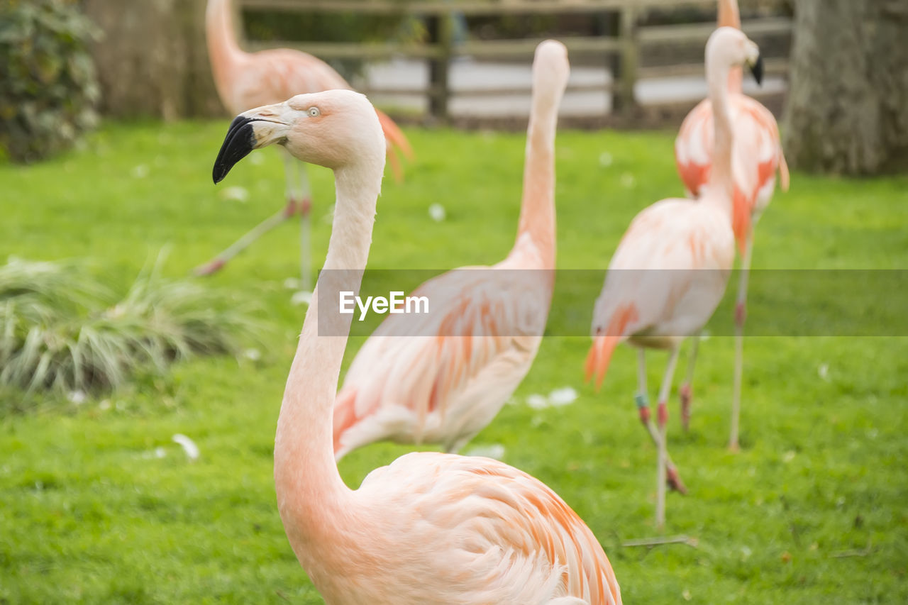 close-up of flamingos