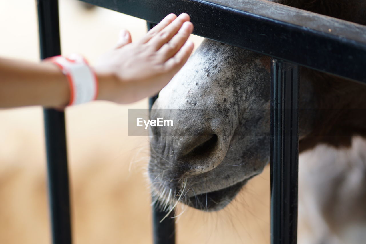 CLOSE-UP OF HUMAN HAND WITH MOUTH OPEN