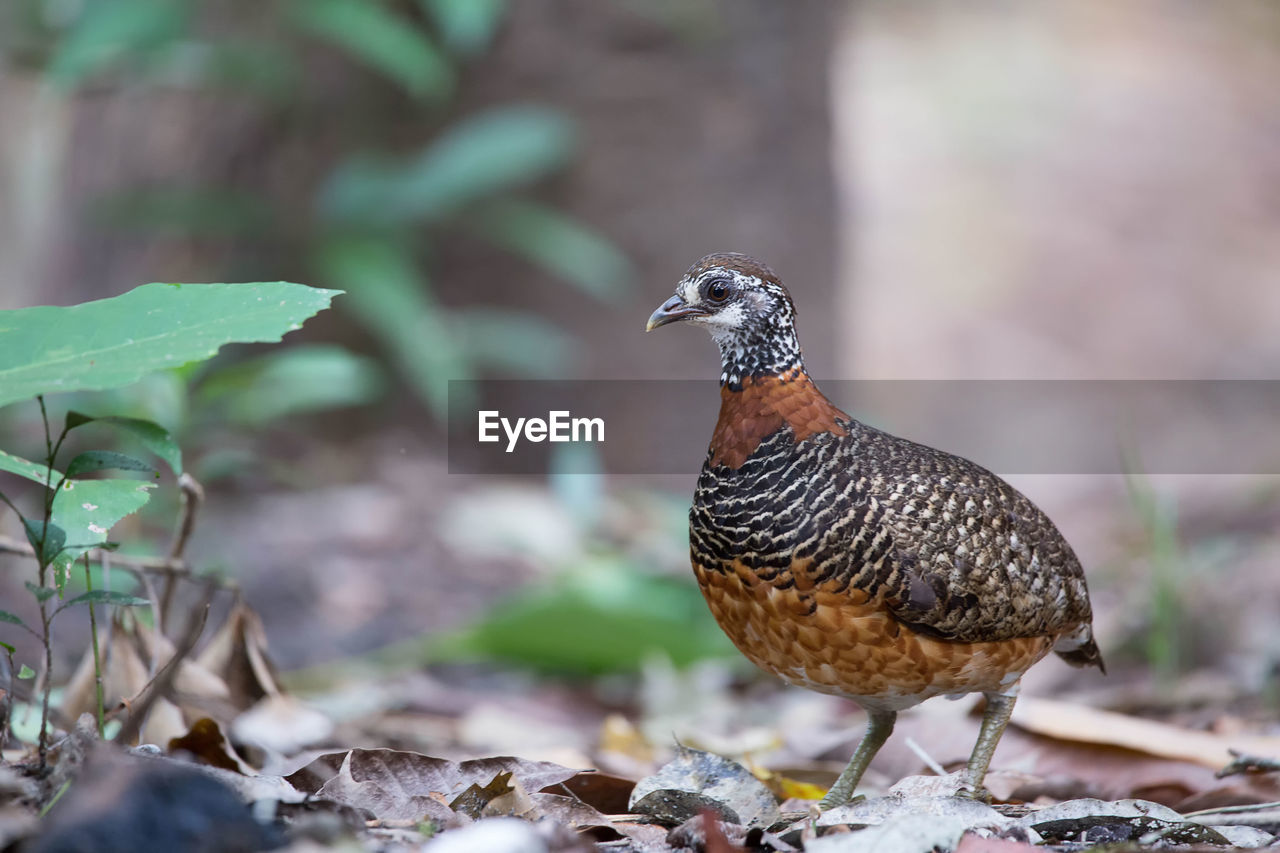 CLOSE-UP OF A BIRD ON A FIELD