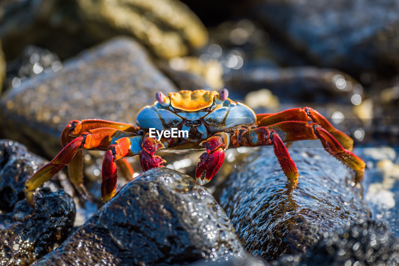 Close-up of crab on rock at beach