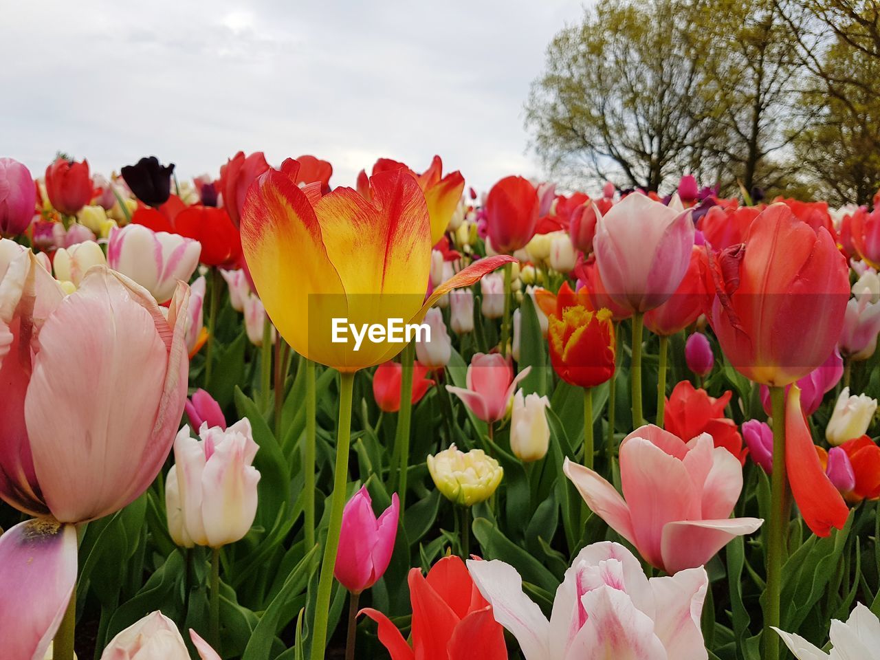 Close-up of tulips blooming against sky