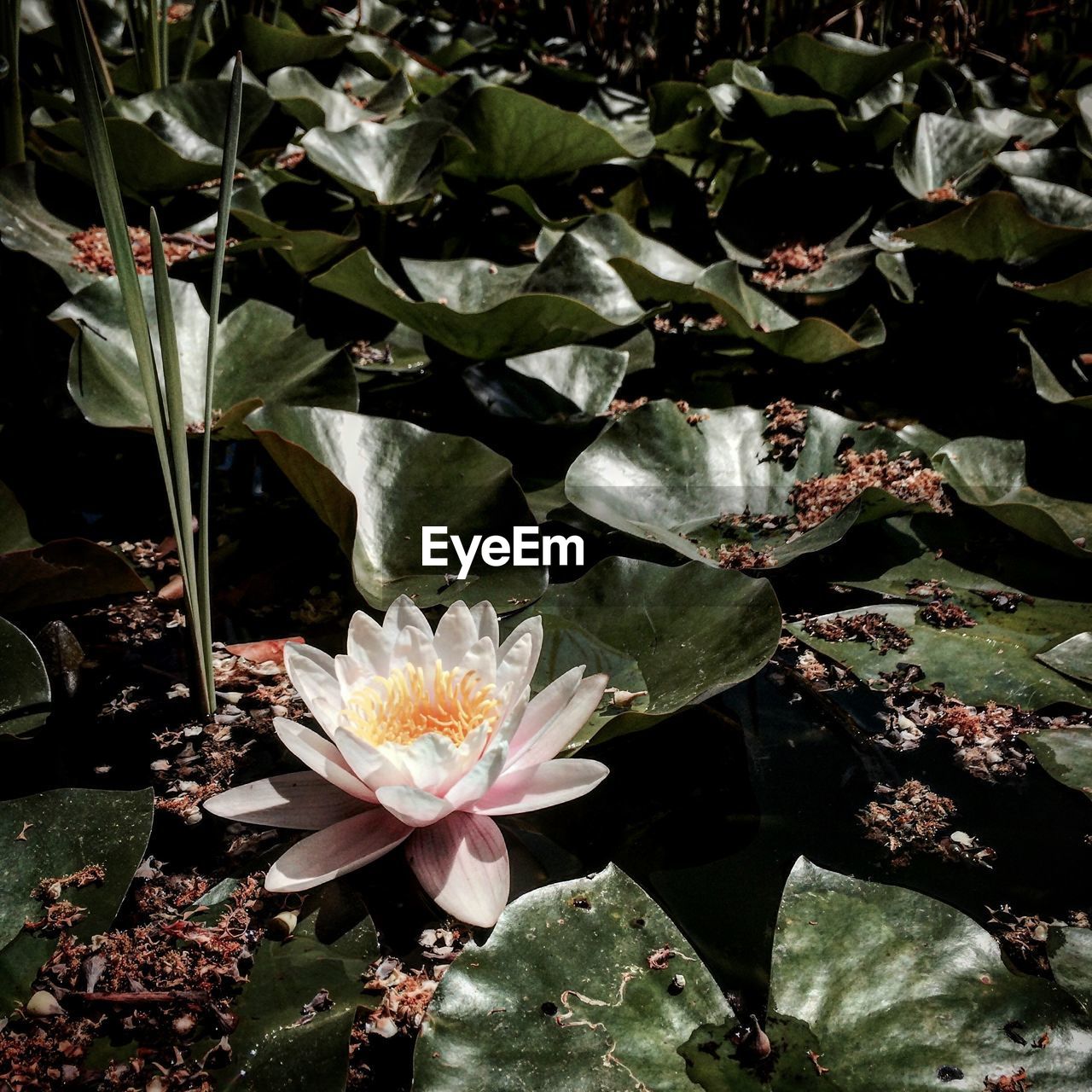 CLOSE-UP OF FLOWERS IN WATER