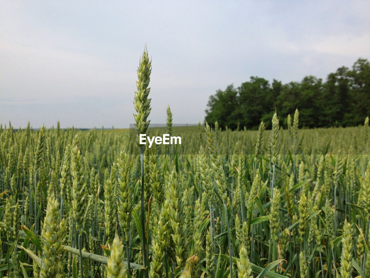 Crops growing on farm against sky