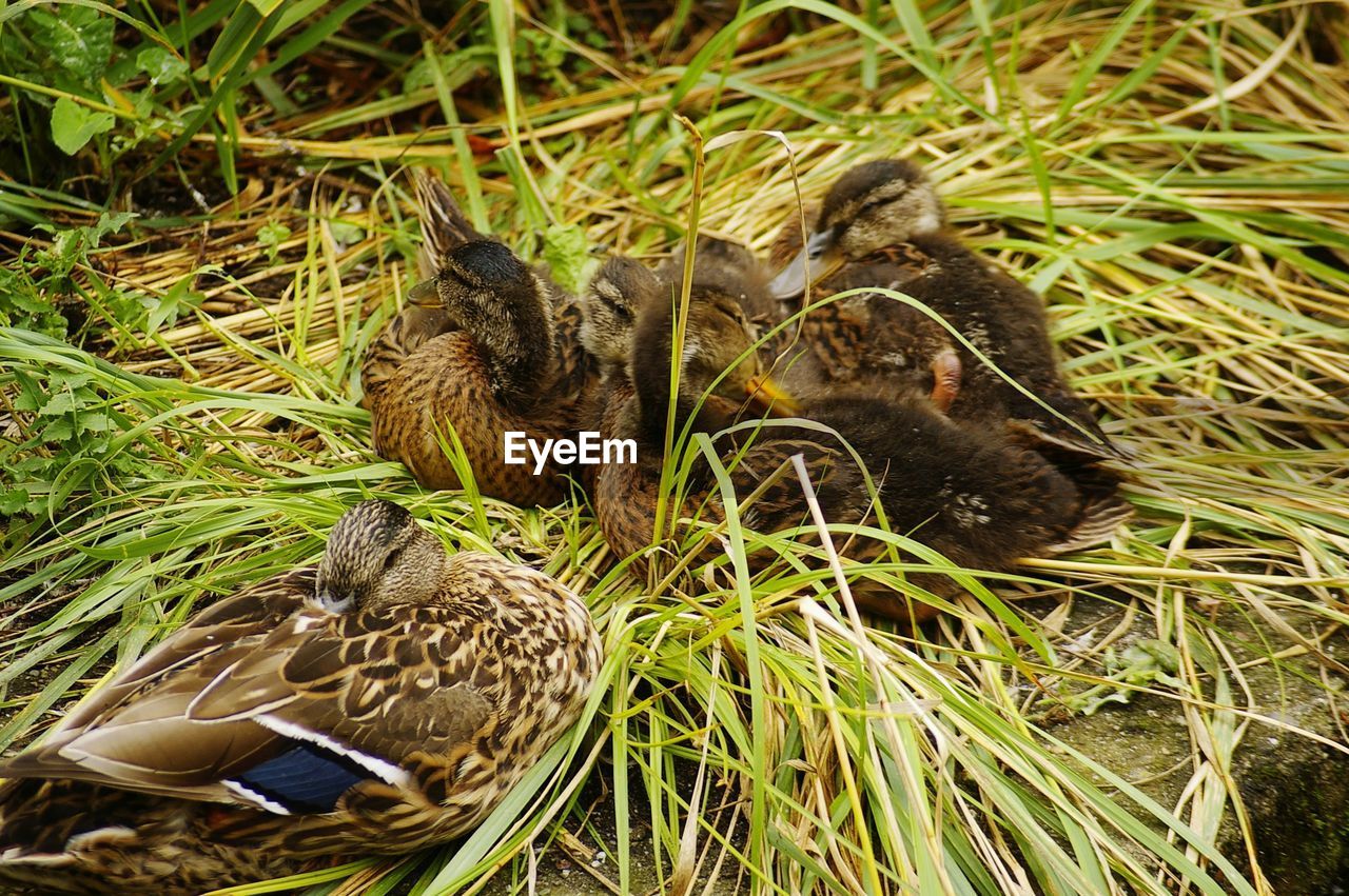 HIGH ANGLE VIEW OF A BIRD IN A LAND