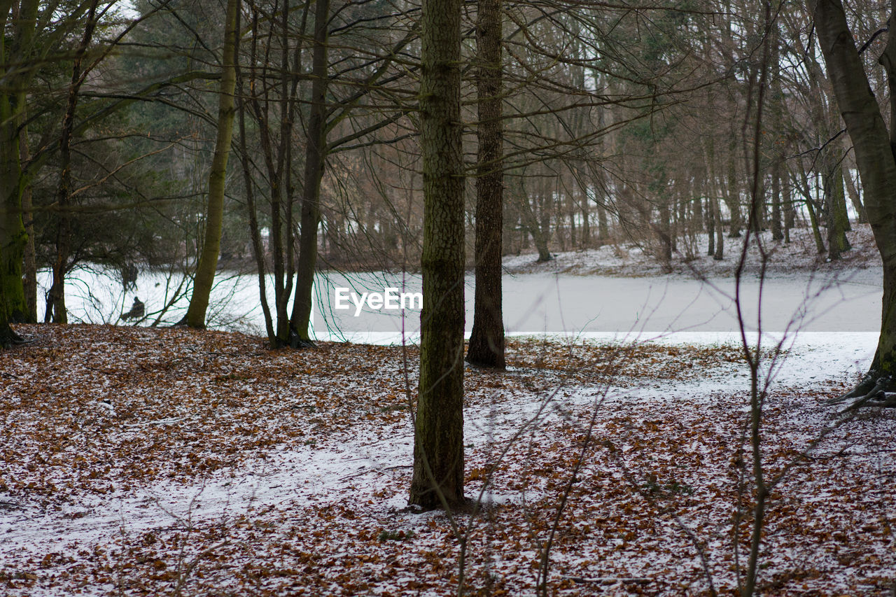 Bare trees in forest during winter