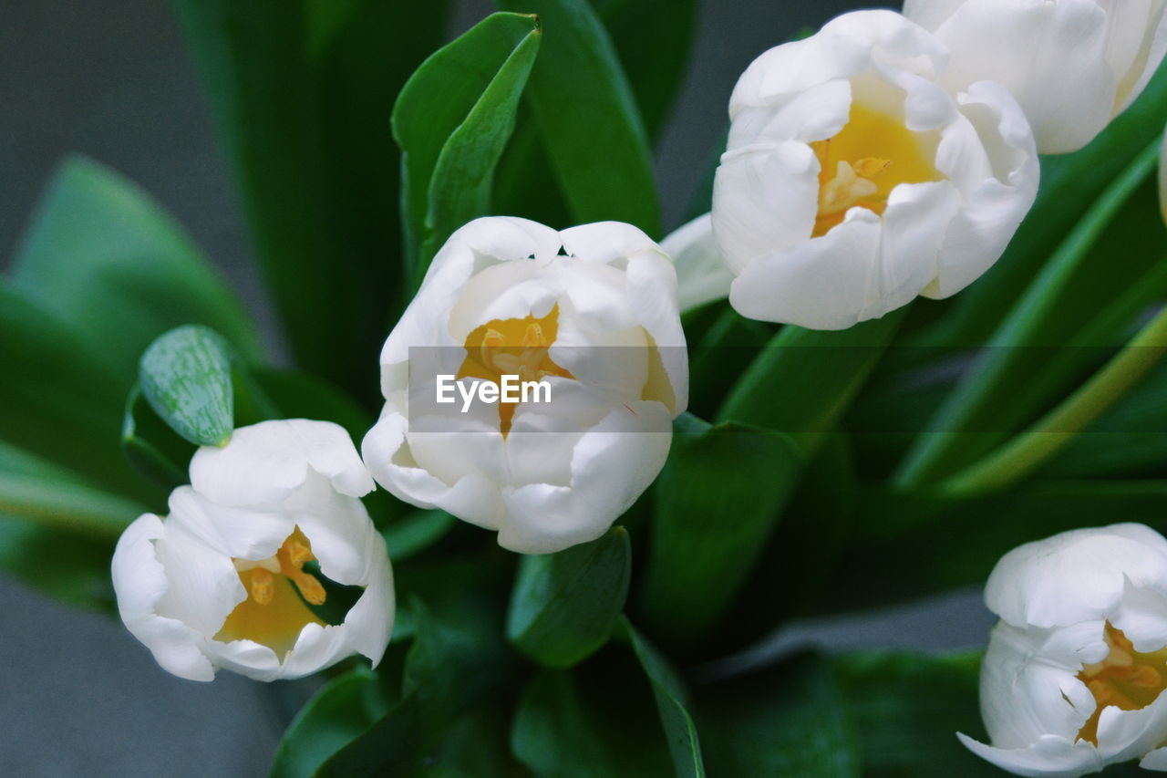 Close-up of flowers blooming outdoors