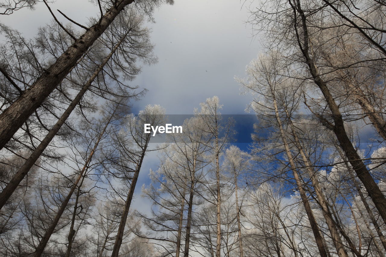 LOW ANGLE VIEW OF BARE TREES AGAINST SKY