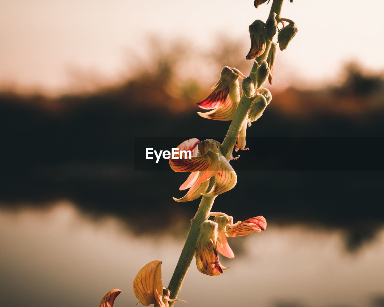 CLOSE-UP OF RED FLOWERING PLANT AGAINST SKY