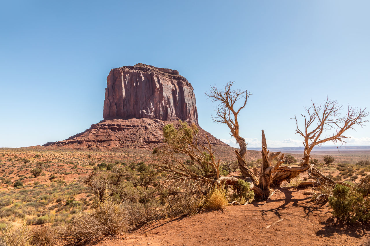 Icon of the monument valley and a dead tree