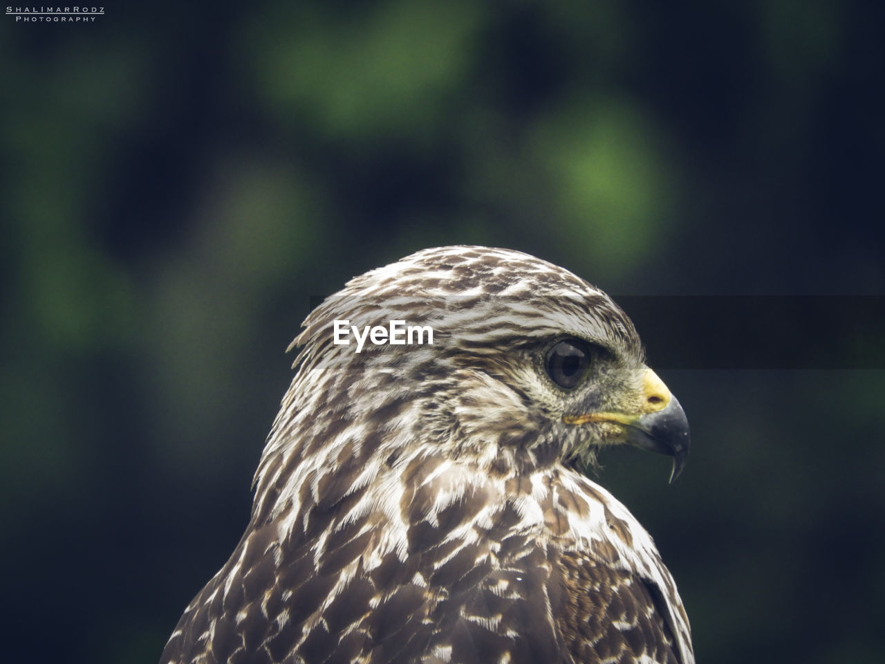 CLOSE-UP OF OWL OUTDOORS