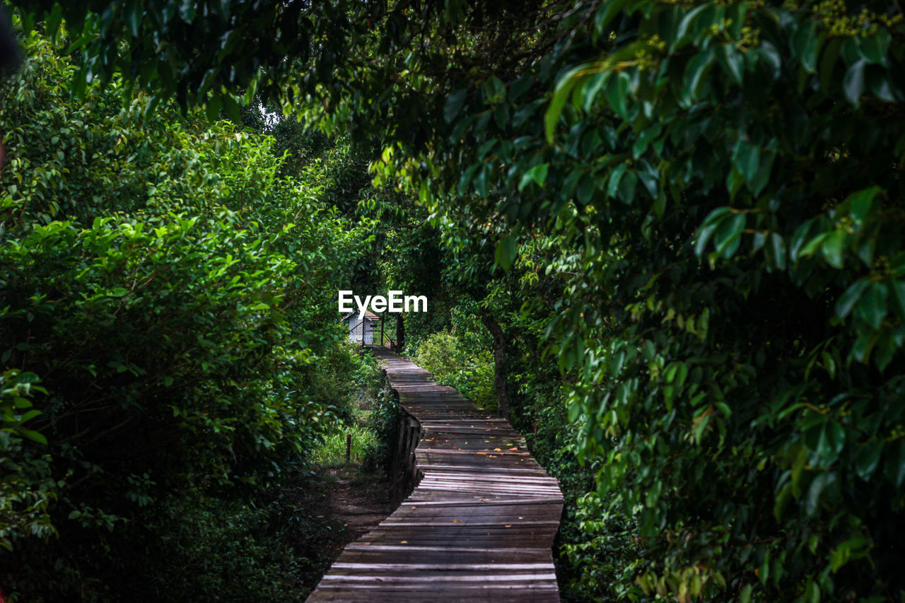 Footpath amidst trees in borneo forest