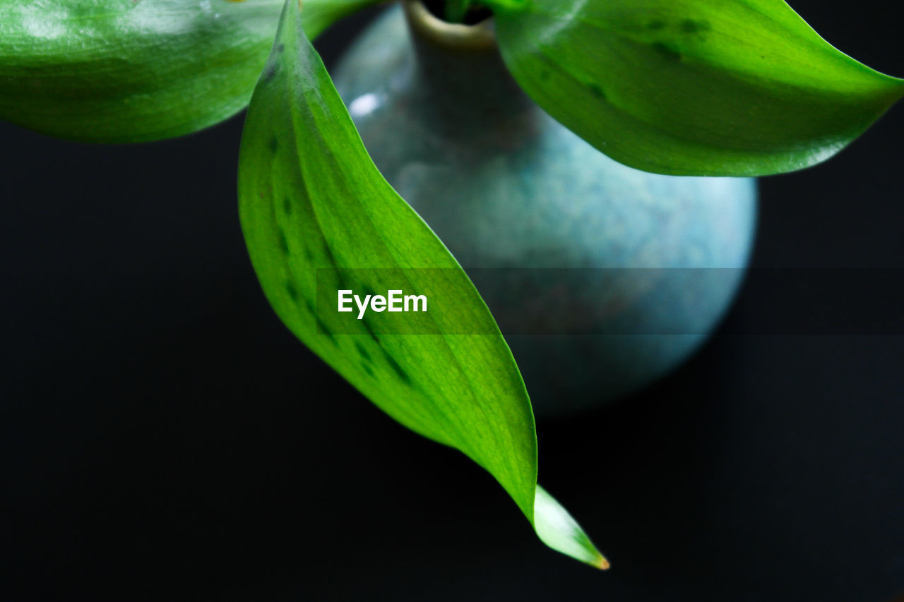 CLOSE-UP OF FRESH GREEN LEAF AGAINST BLACK BACKGROUND