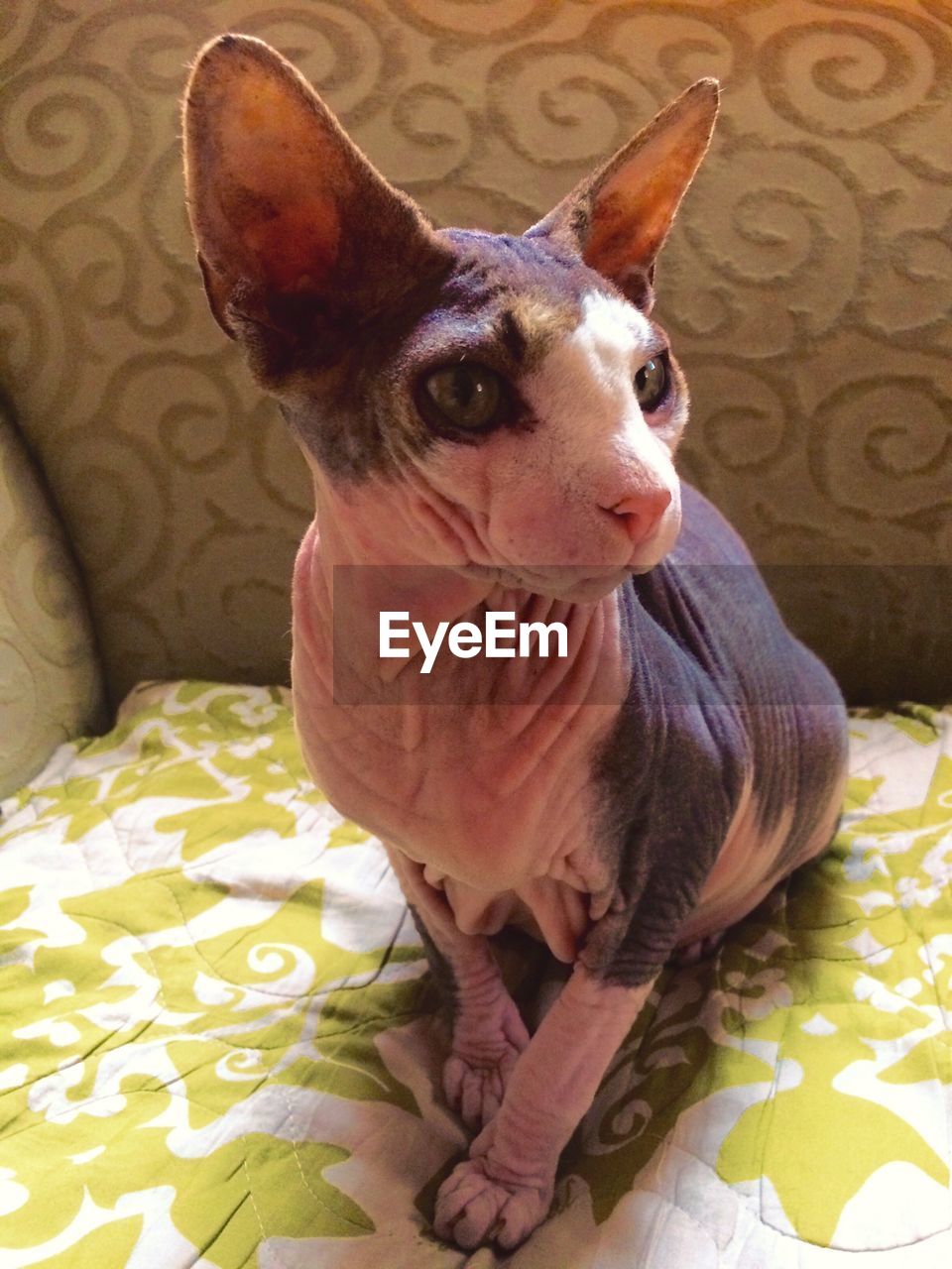 Close-up of sphynx cat sitting on sofa at home