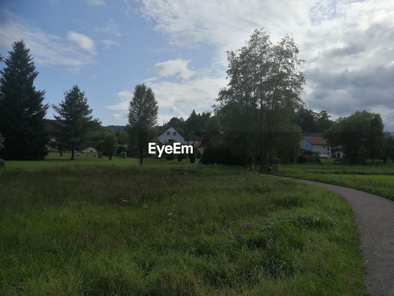 TREES GROWING ON FIELD AGAINST SKY