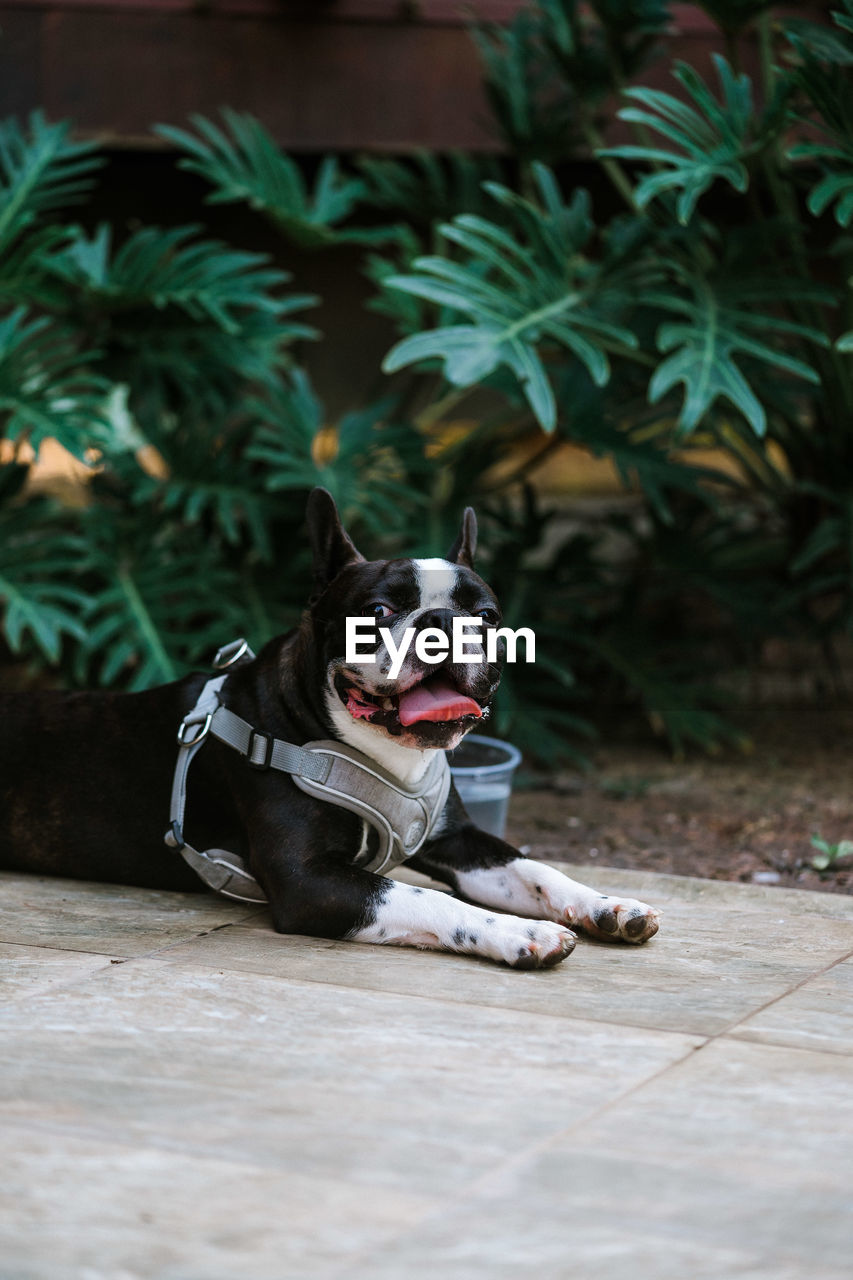 PORTRAIT OF DOG SITTING ON FLOOR AGAINST WALL