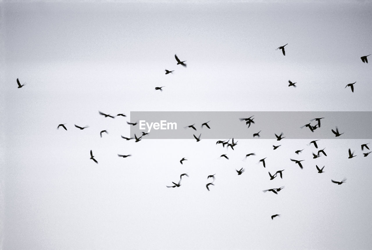 Massed parakeets in flight