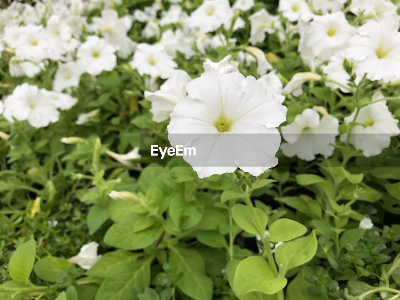 CLOSE-UP OF FRESH WHITE FLOWERS BLOOMING IN PARK