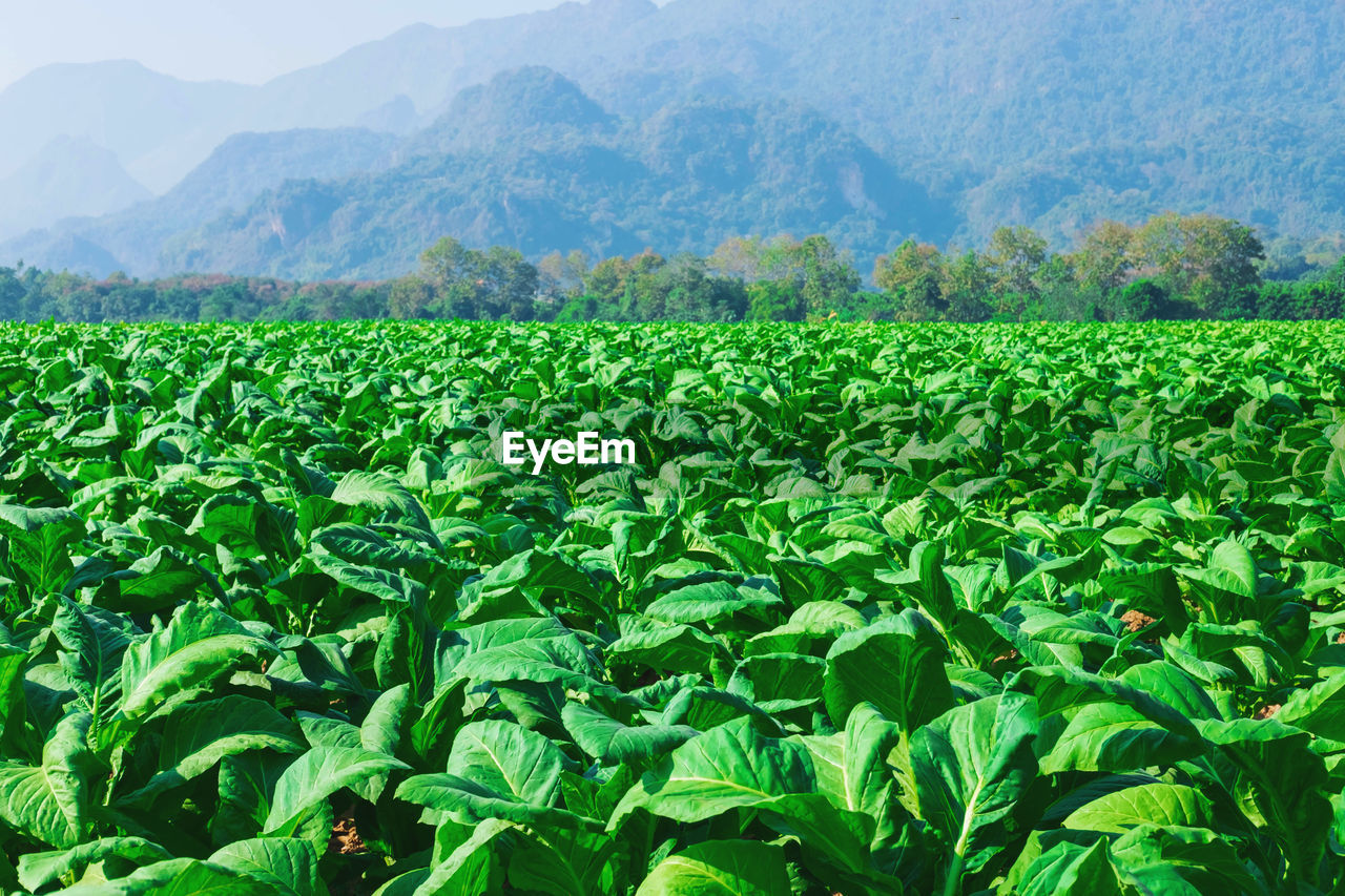 SCENIC VIEW OF FIELD