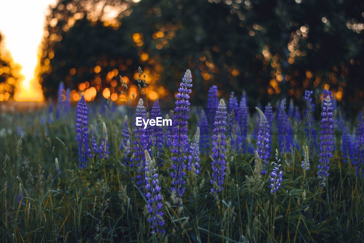 Close-up of purple flowering plants on field