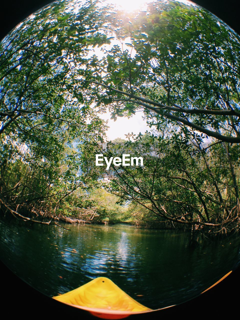 Trees growing by river