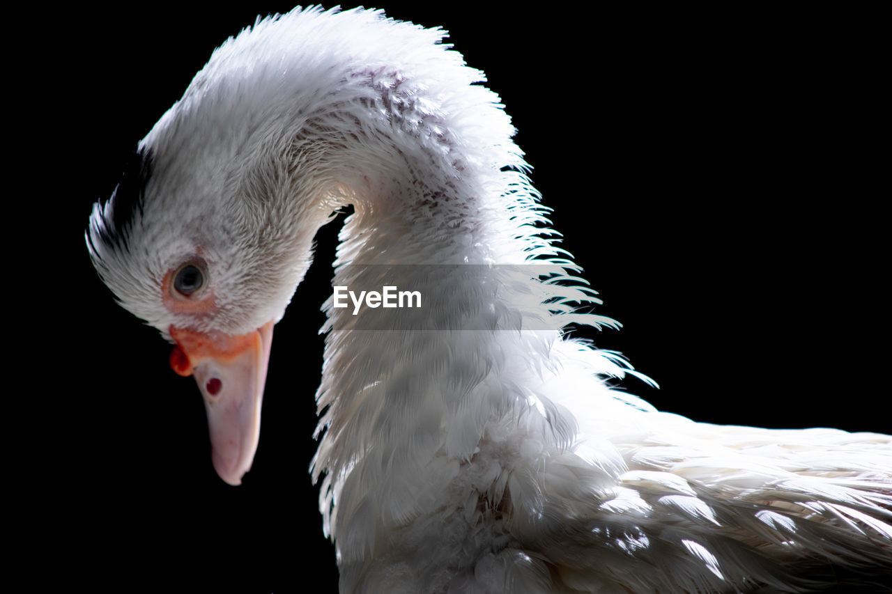 CLOSE-UP OF SWANS