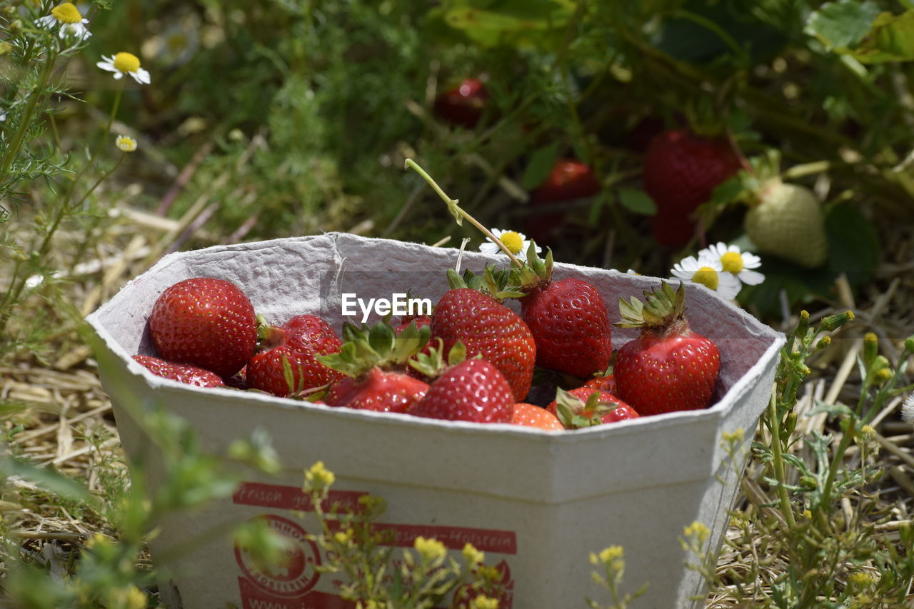 CLOSE-UP OF STRAWBERRIES IN CONTAINER