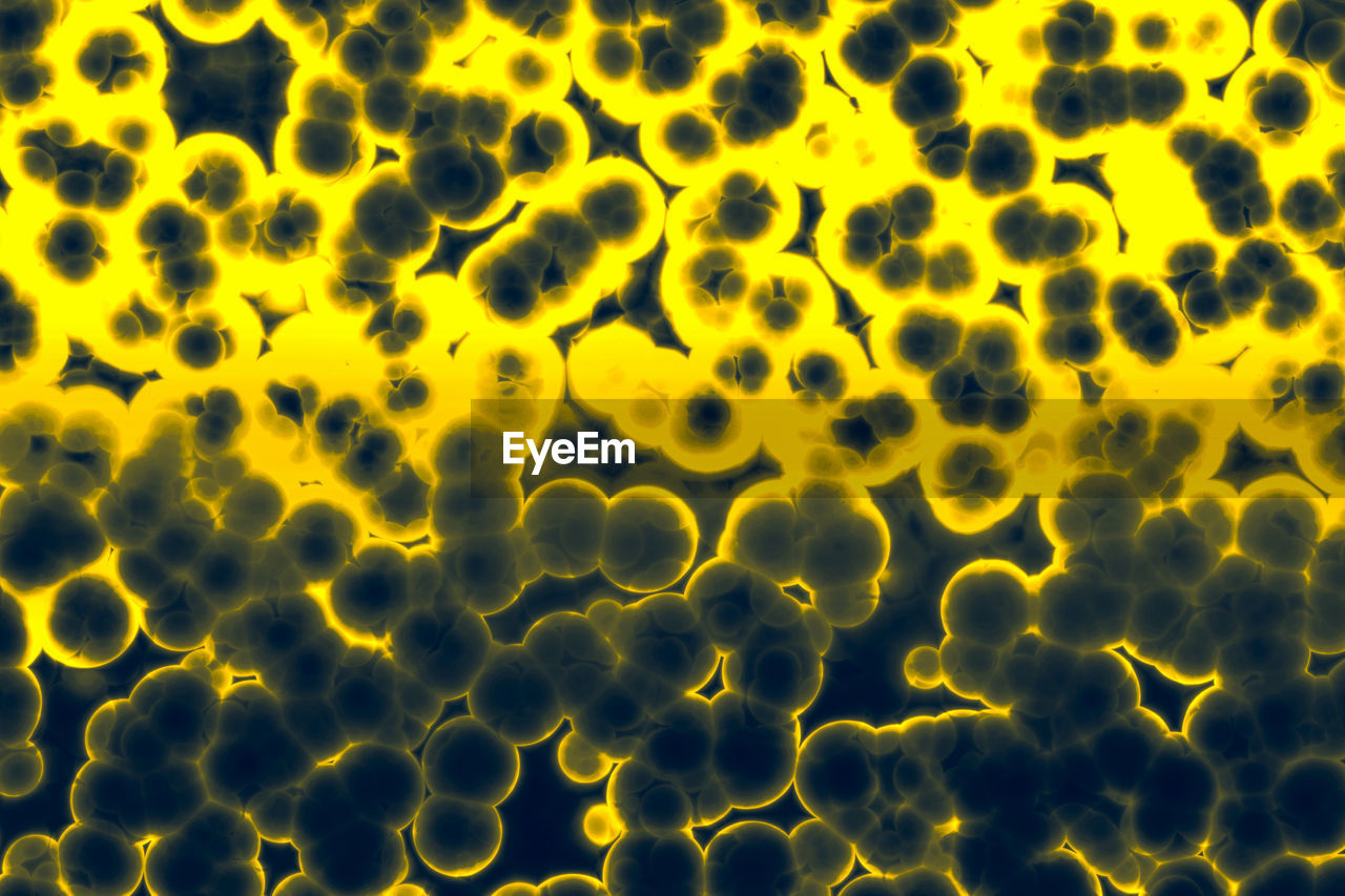 Shape of bacterial cell: cocci, bacilli, spirilla bacteria