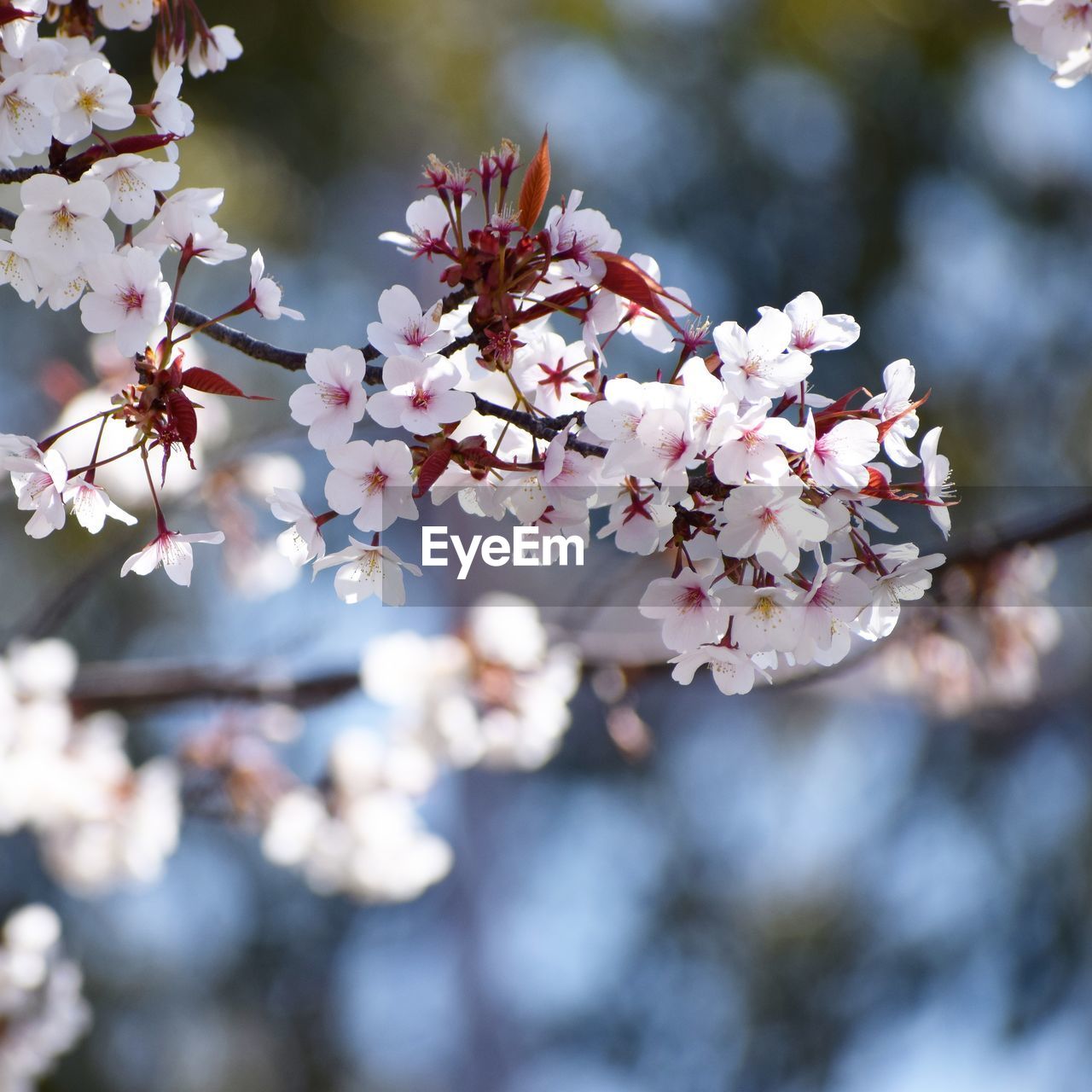 Close-up of pink cherry blossom tree