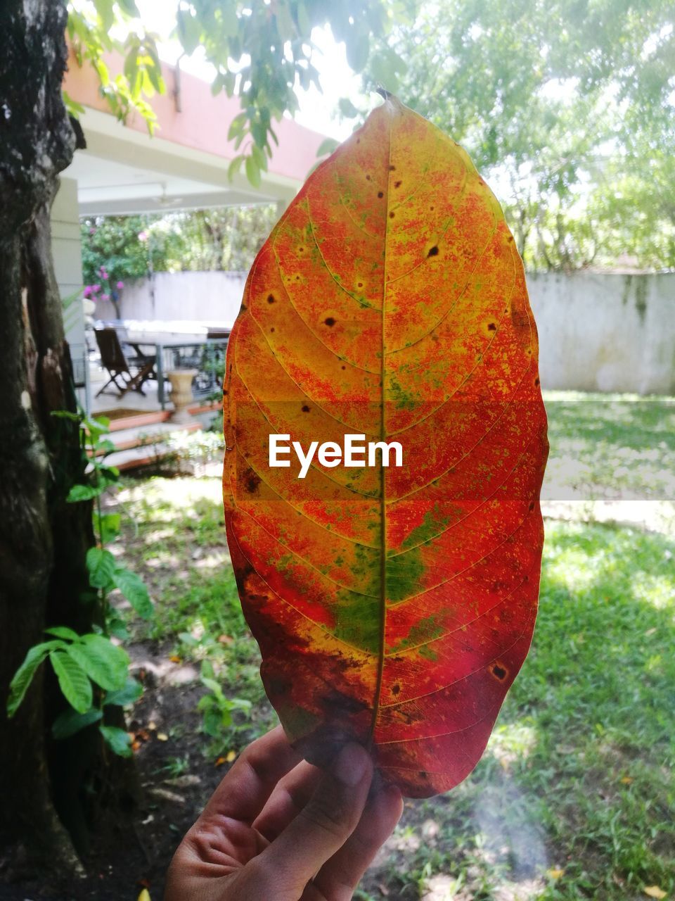 Close-up of hand holding autumn leaf