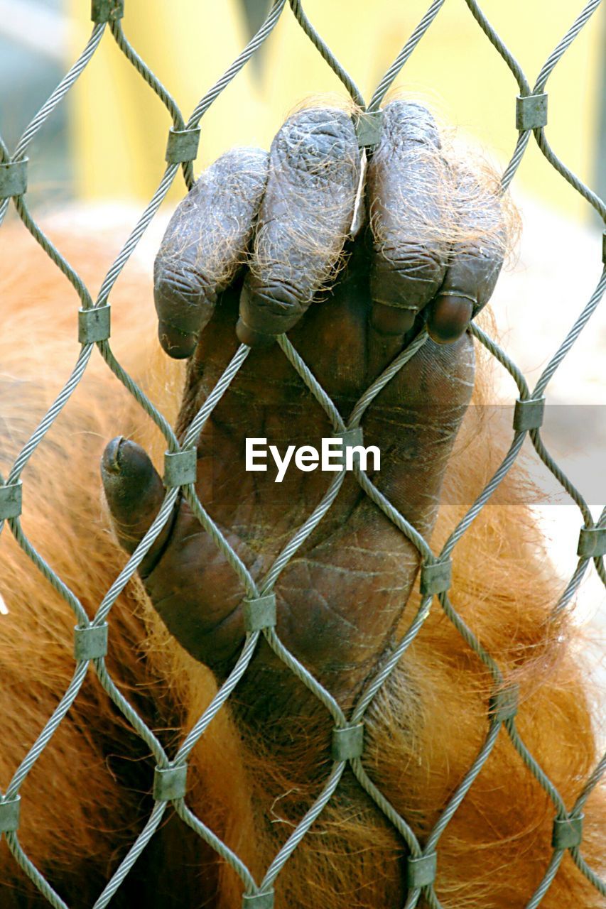 Cropped hand of orangutan on chainlink fence at zoo