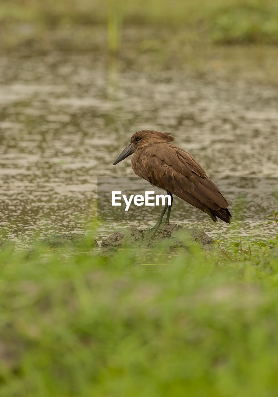 Close-up of bird perching by lake