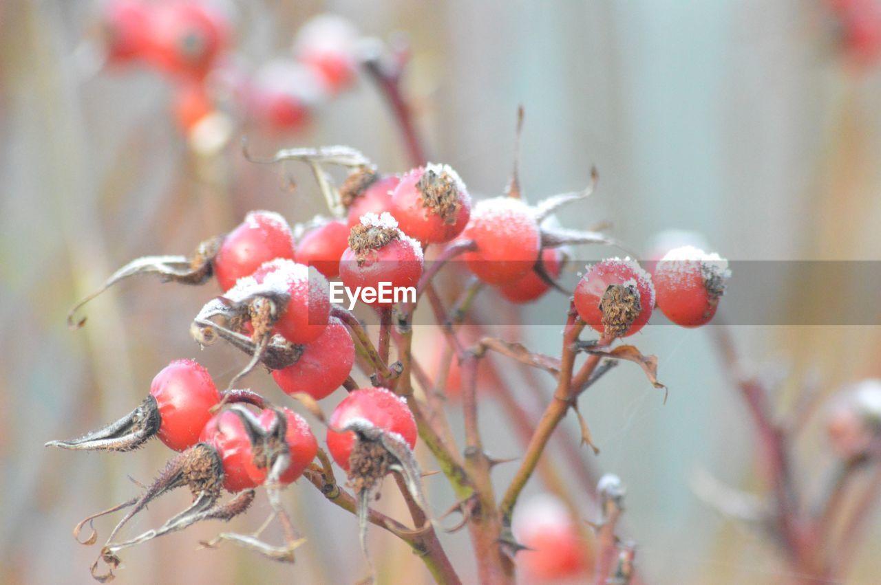 CLOSE-UP OF CHERRIES