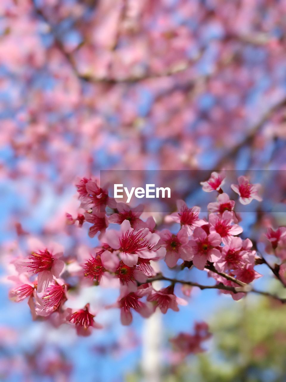 CLOSE-UP OF FRESH PINK FLOWERS ON TREE