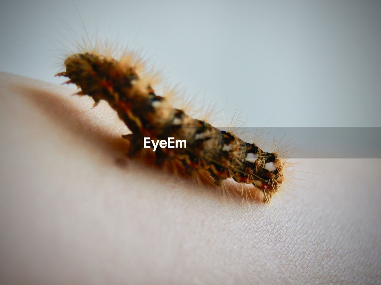 CLOSE-UP OF CATERPILLAR ON A HAND