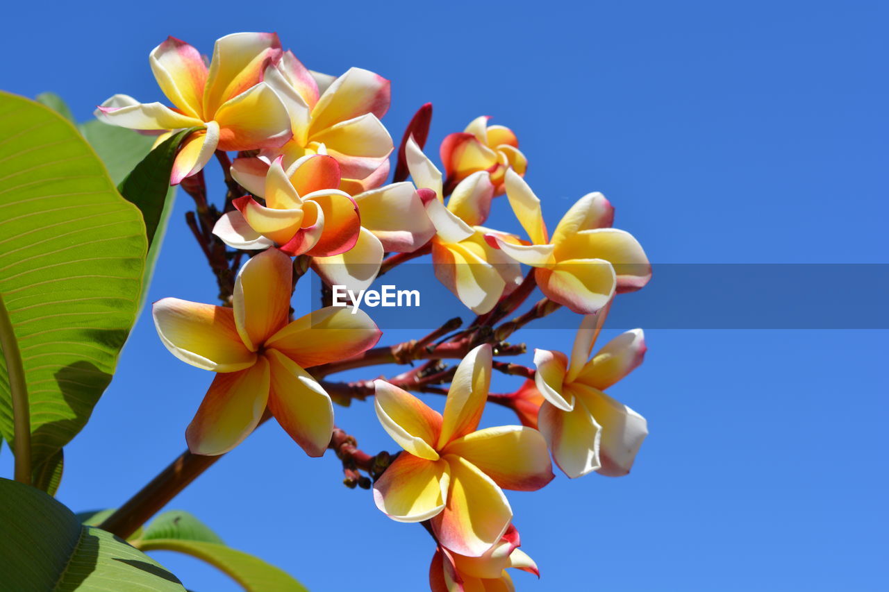 Low angle view of yellow flowers against blue sky