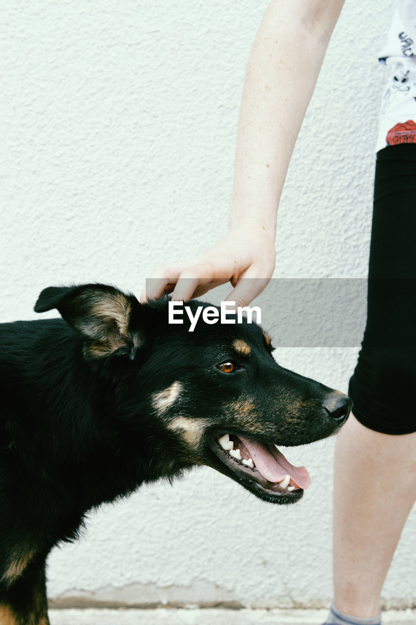 Midsection of woman pampering dog against wall