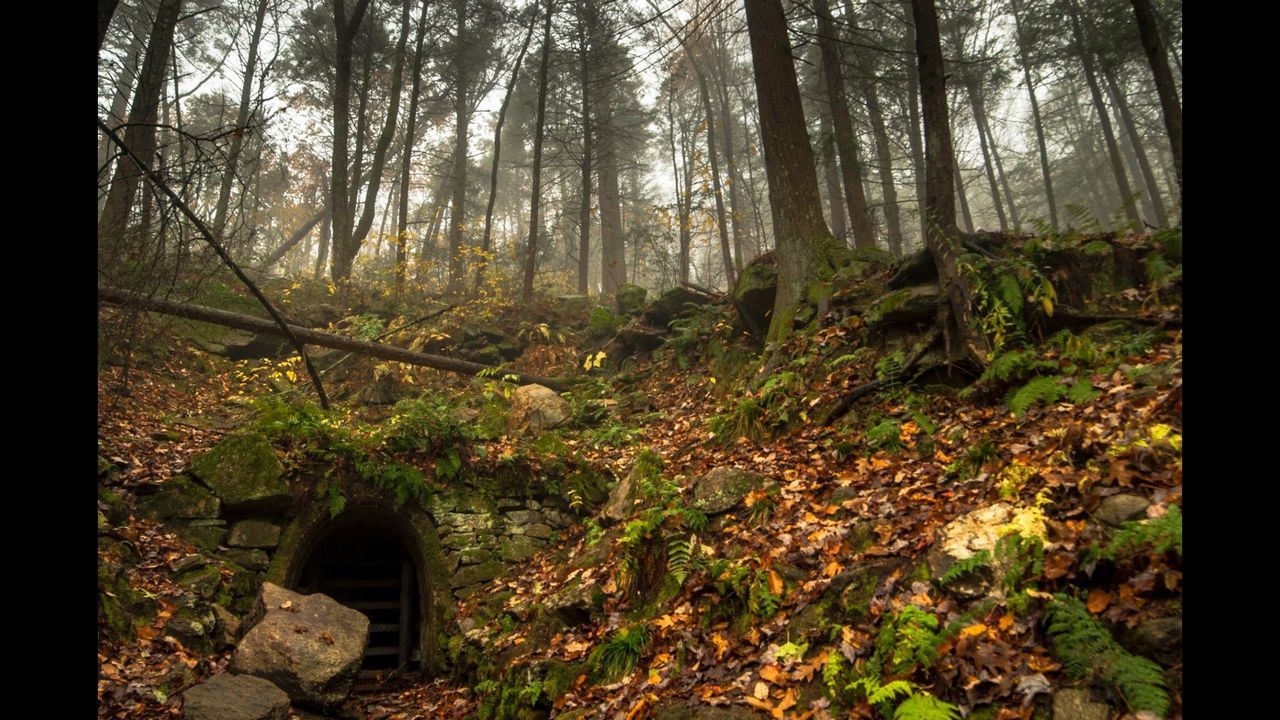 TREES GROWING IN FOREST