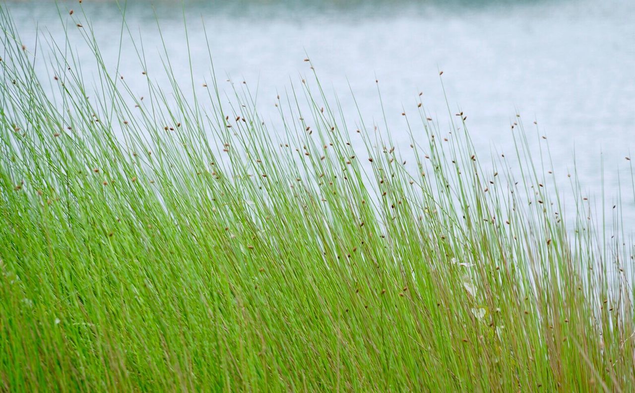 CLOSE-UP OF WHEAT FIELD