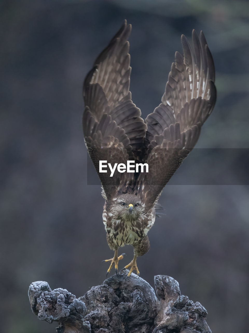 close-up of bird flying