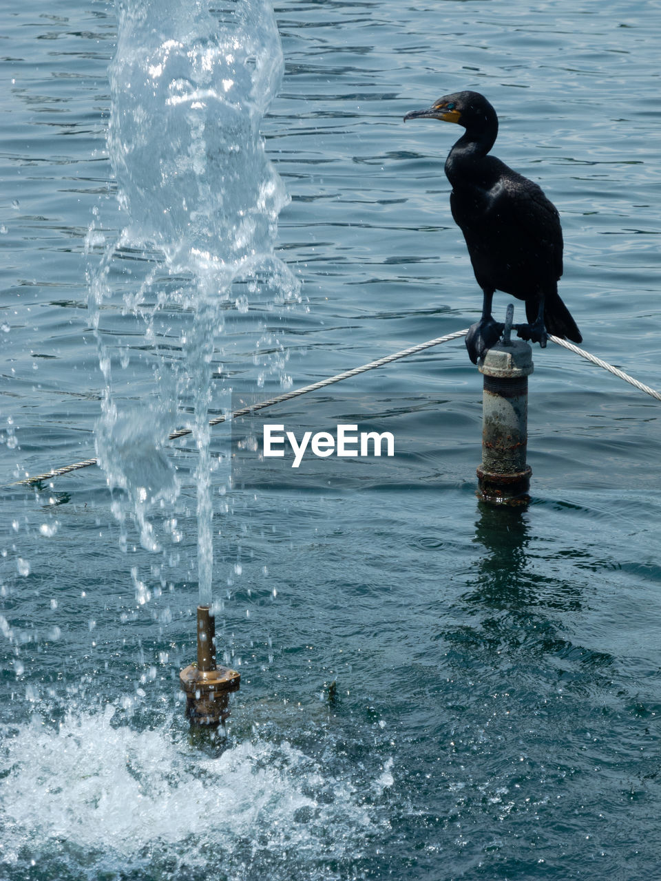 BIRDS PERCHING ON A SEA