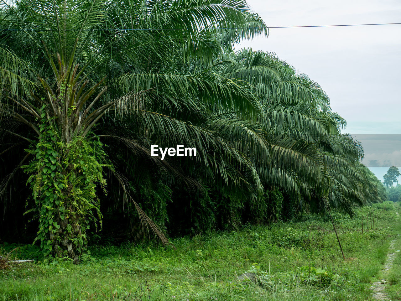 VIEW OF PALM TREES ON FIELD