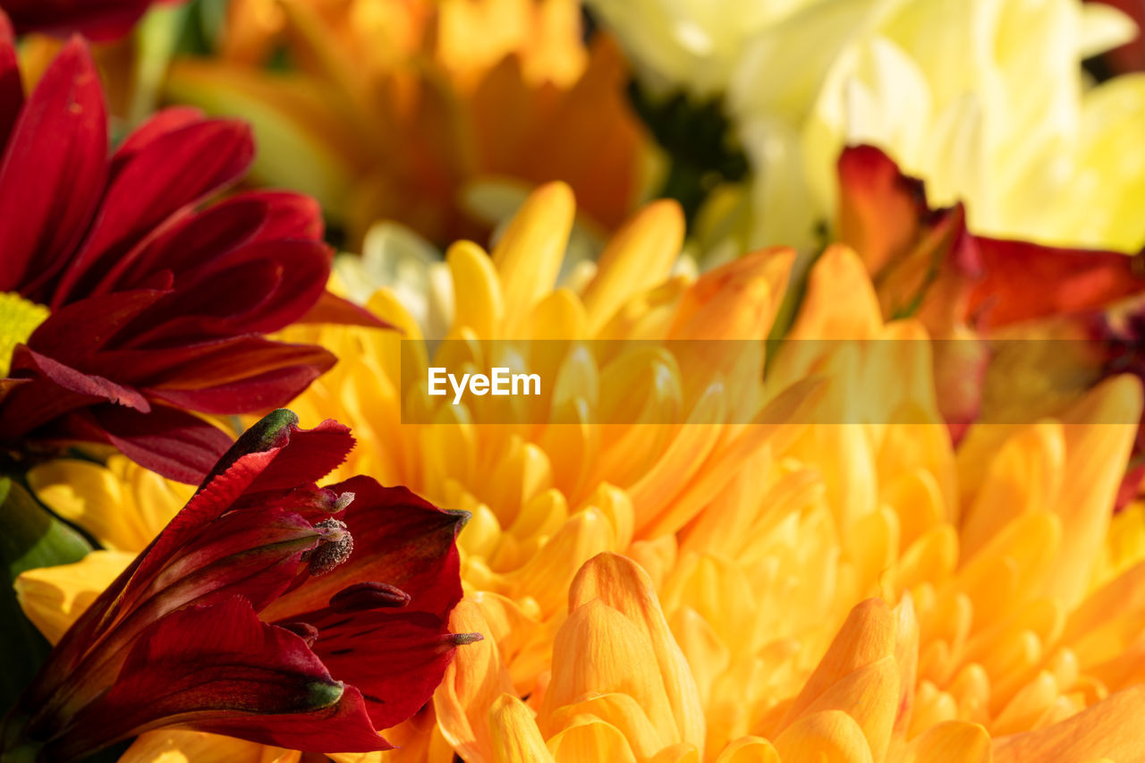 close-up of orange flowering plant