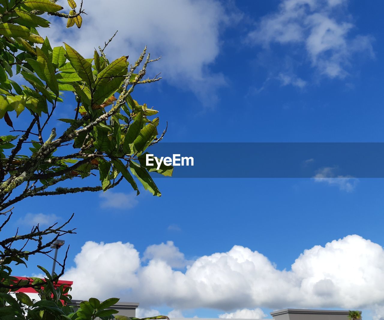 LOW ANGLE VIEW OF BANANA TREE AGAINST SKY