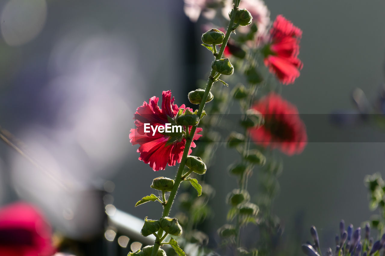 Close-up of red flowering plant