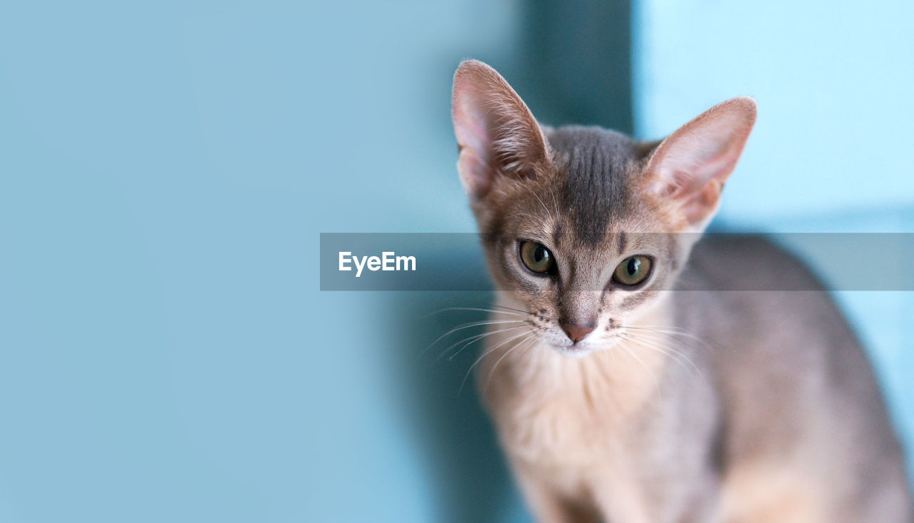 Beauty blue abyssinian cat with big hears and eyes on a turquoise background. concept postcard