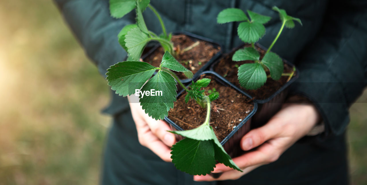 cropped hand of person holding plant