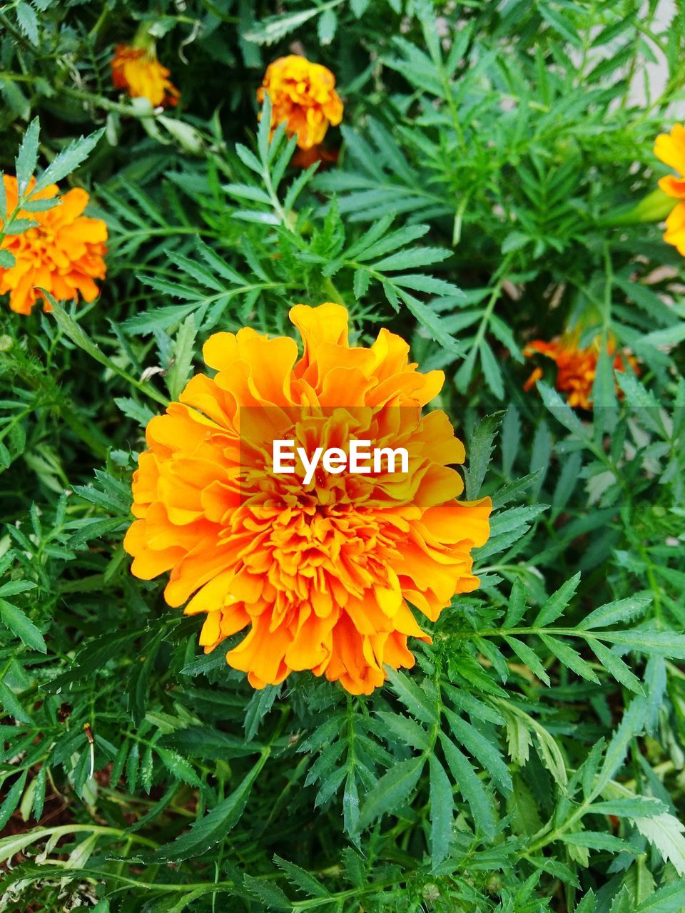 HIGH ANGLE VIEW OF ORANGE MARIGOLD FLOWERS BLOOMING OUTDOORS