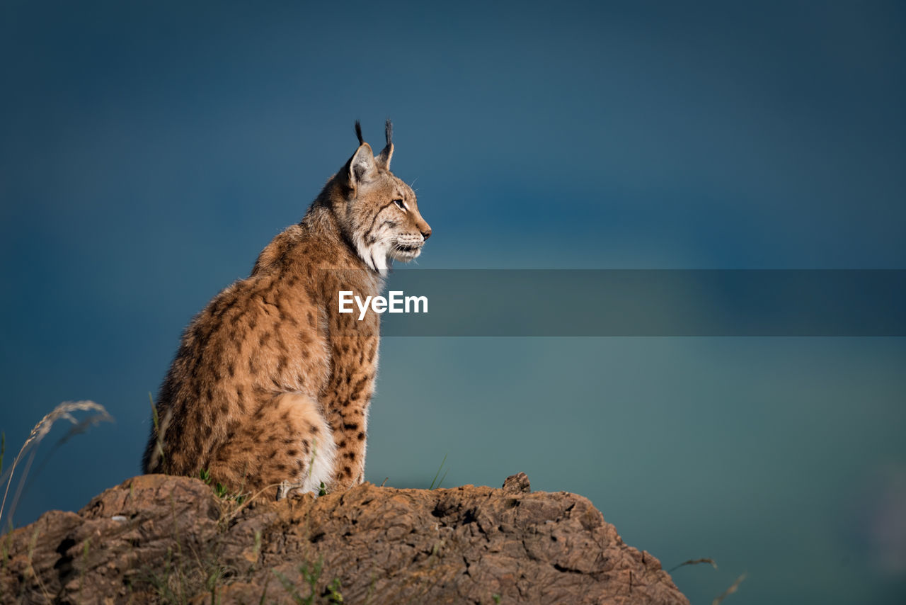 Close-up of wild cat on rock