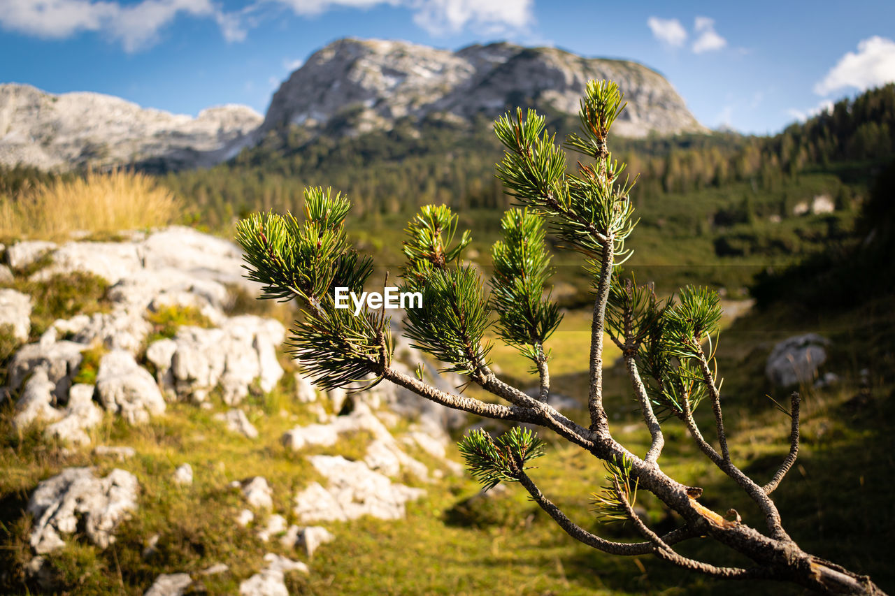 Close-up of pine branch on mountain against sky