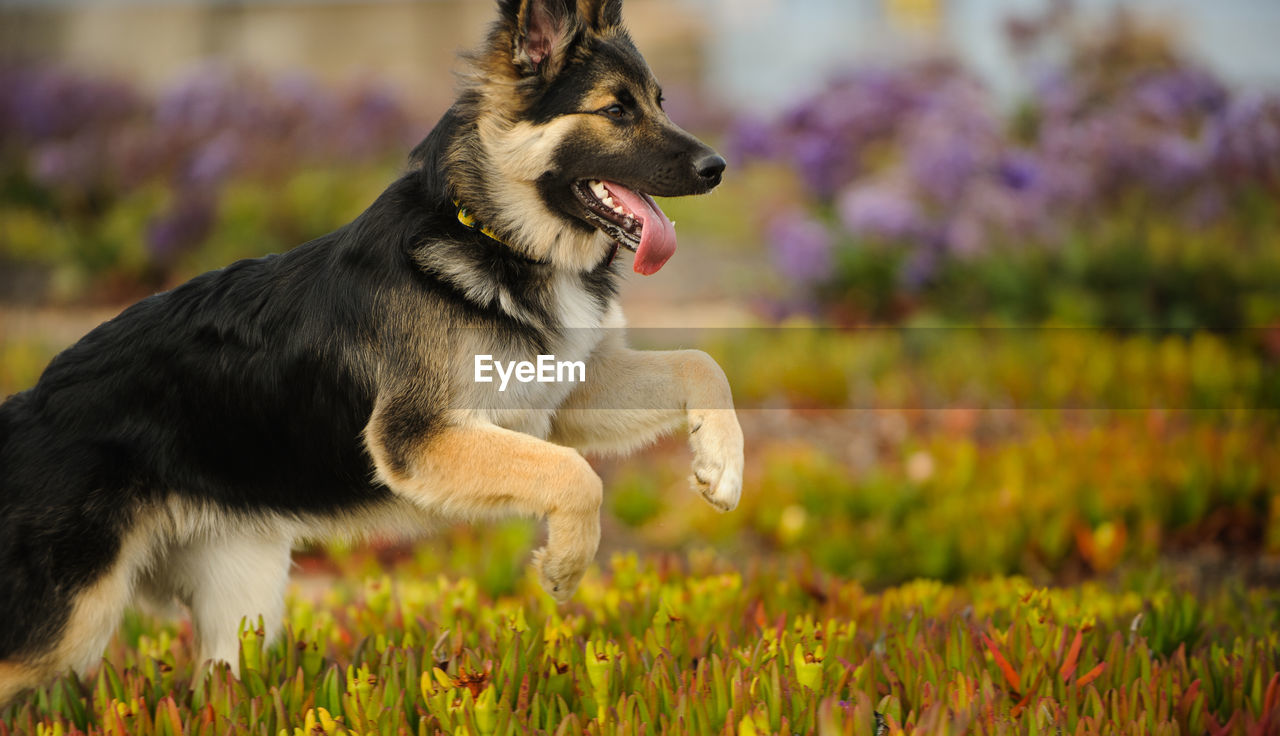 Playful dog running over plants